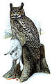 Virginiauhu (Bubo virginianus) in United States Department of Agriculture Yearbook, 1908