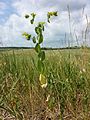 Das kalkliebende Durchwachs-Hasenohr (Bupleurum rotundifolium) ist in Österreich stark gefährdet.[10]