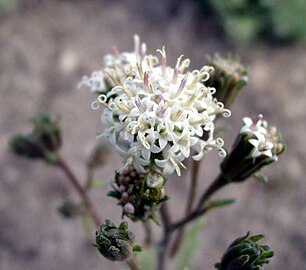 A flower head