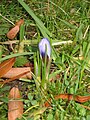 Crocus 'Blue Pearl' bud