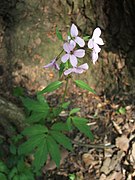 żywiec cebulkowy (C. bulbifera)