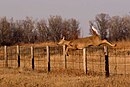 Doe jumping over a fence.