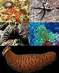 Echinoderms