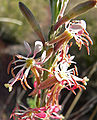 Gaura coccinea