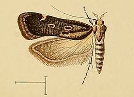 Helcystogramma convolvuli