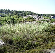 Kalvehageneset i Homborsund, Grimstad.