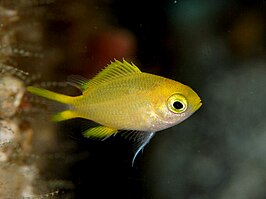 Chromis xouthos