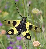 Libelloides macaronius – Männchen