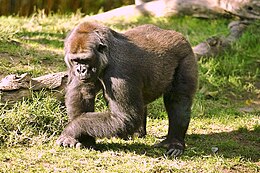 Gorilla (Gorilla gorilla)