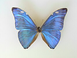 Morpho adonis