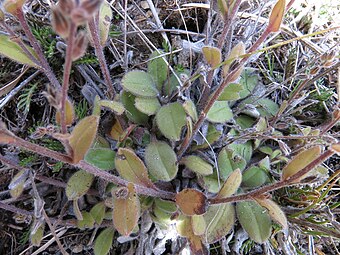 Rosette leaves