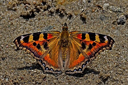 Dorsal view