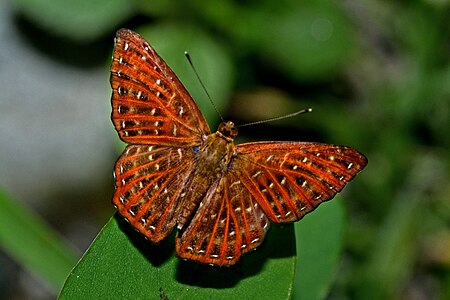 Dorsal view