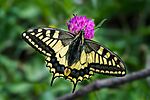 Papilio_machaon_Mitterbach_01