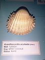 Acanthocardia aculeata