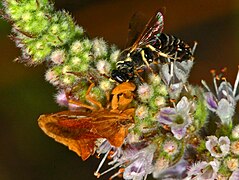 Hunting a wasp