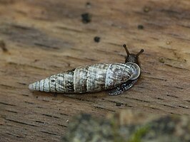 Gladde clausilia