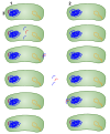 1: Donor bacteria 2: Bacteria who will receive the gene 3: The red portion represents the gene that will be transferred Transformation in bacteria in a certain environment.