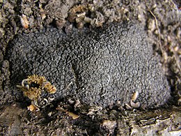 A legértékesebb szarvasgomba a francia szarvasgomba (Tuber melanosporum)