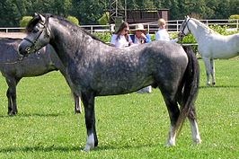 Driejarige Welsh pony, sectie B, Finland, 2005