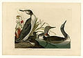 202. Red-Throated Diver