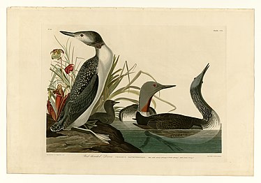 The Red-Throated Diver, #202