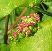 Closeup of the galls formed by A. rhois