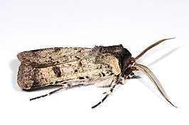 Agrotis porphyricollis