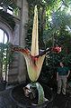 Amorphophallus titanum at Wilhelma, Stuttgart, Germany, at October 20, 2005