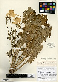 Holotype of Aquilegia hinckleyana