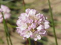 Armeria transmontana