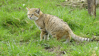 Sandkatze (Felis margarita)