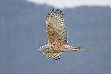 orangish-brown harrier with whitish-grey wings flying