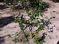 Citrus greening on a young tree