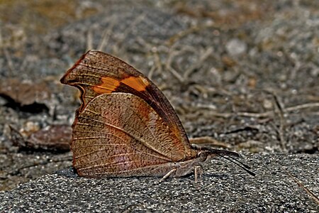 Ventral view