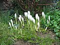 Colchicum speciosum 'Album' opening