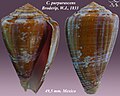 Conus purpurascens Broderip, W.J., 1833