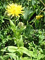 Crepis pyrenaica