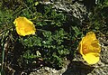 Kalifornischer Mohn (Eschscholzia californica)