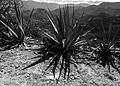 Agave (Maguey espadin)