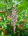 Garrya elliptica