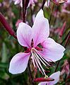 Gaura lindheimeri