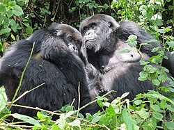 Gorilla's in Rwanda