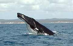 Een bultrug voor de kust van Queensland, Australië