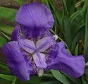 Iris germanica