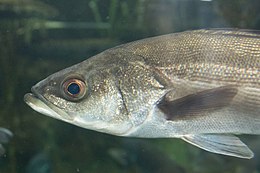 Szuzuki (Lateolabrax japonicus)