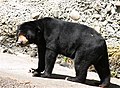 Malayan Sun Bear