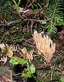 !Ramaria.eumorpha!