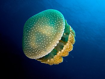 Australian spotted jellyfish