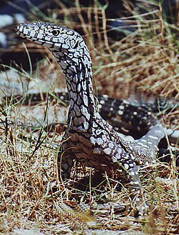 Óriás varánusz (Varanus giganteus)